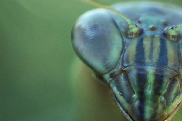 Macro Shot of Praying Mantis Eye